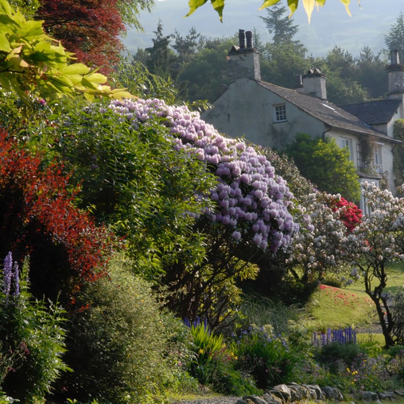 a group of bushes in a garden
