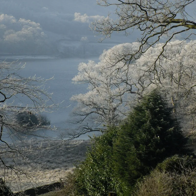a close up of a tree