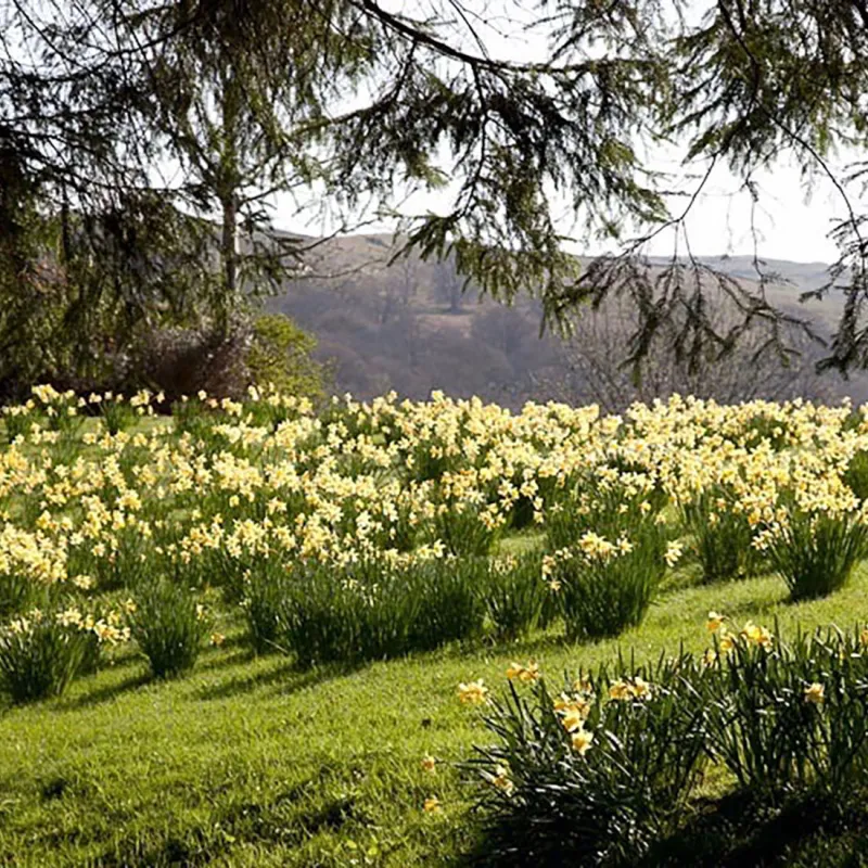 a large tree in a field