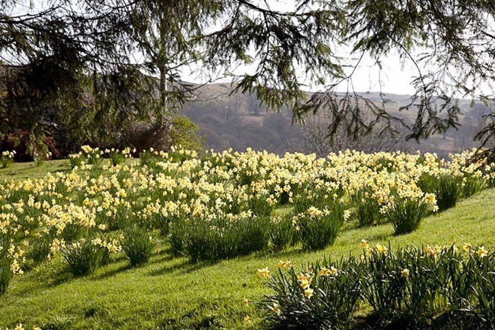 a large tree in a field