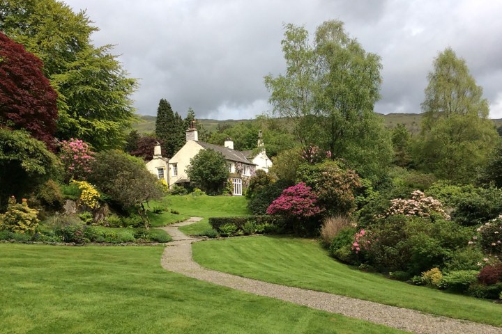 a green plant in a garden