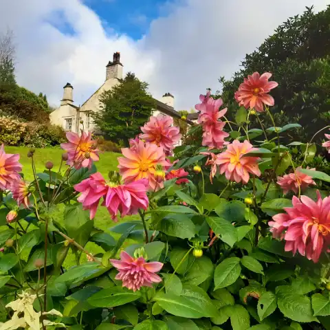 a pink flower on a plant