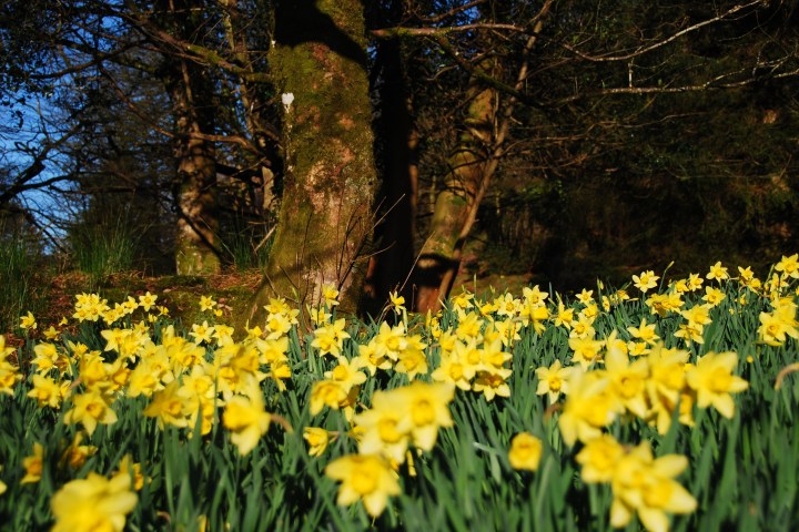 a close up of a flower garden